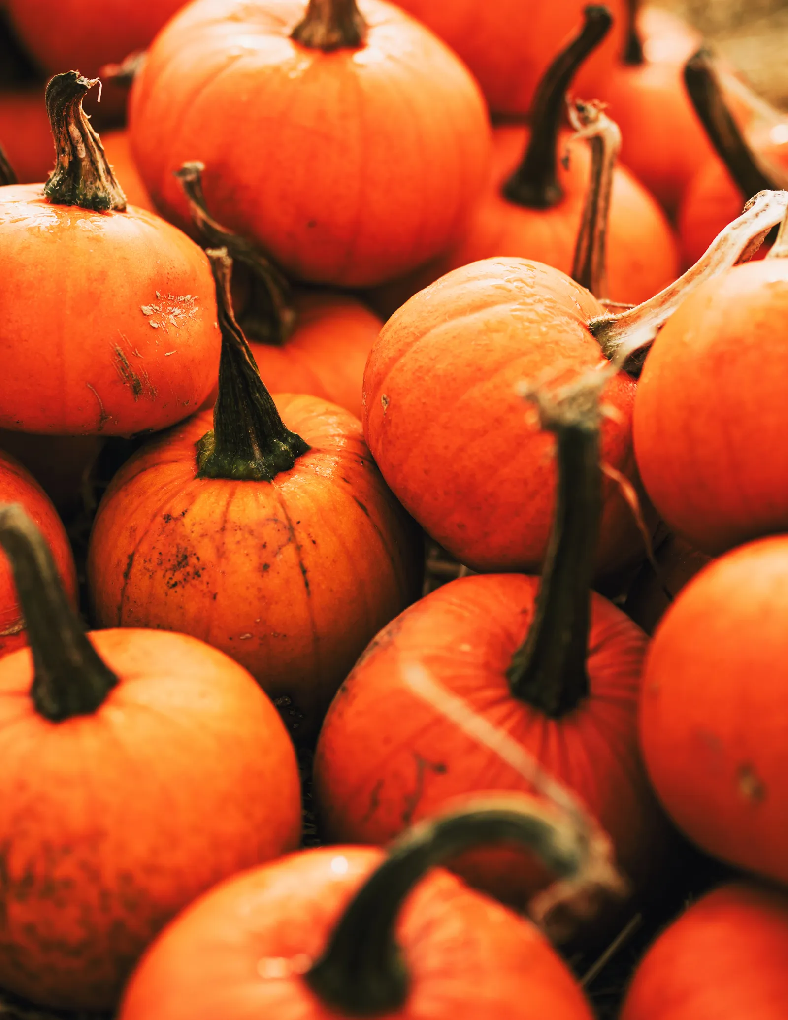 Halloween in Gazipaşa (In just 10 days)